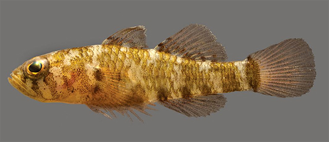 Trimma quadrimaculatum