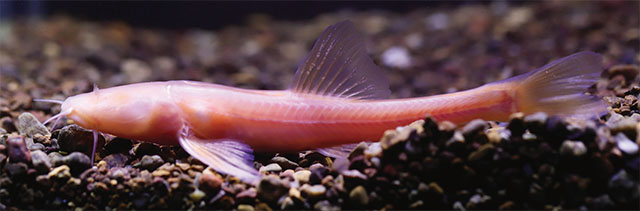 Triplophysa rosa