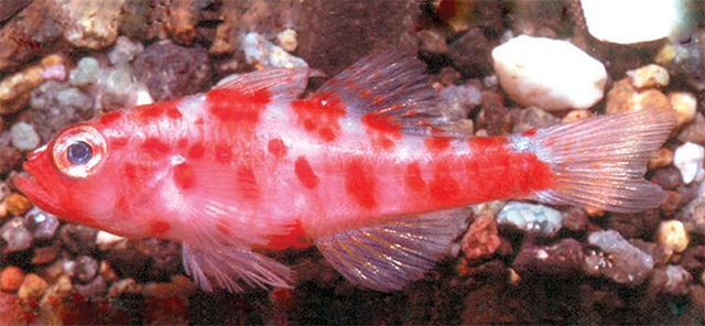 Trrub_u2.jpg