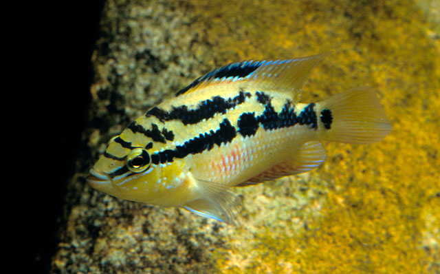 Trichromis salvini