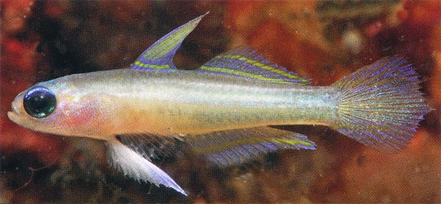Tryssogobius sarah