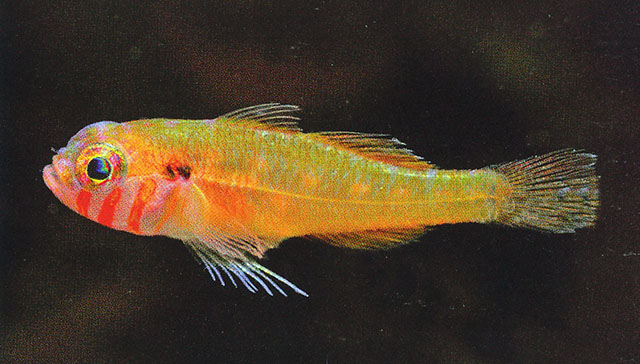 Trimma sheppardi