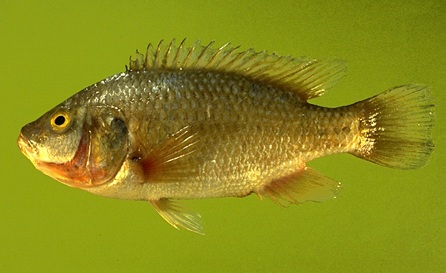 Tristramella simonis