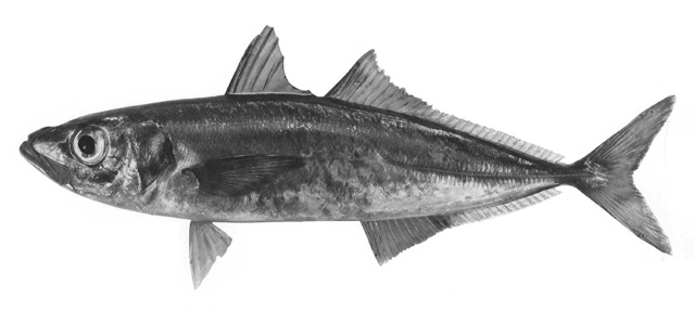 Trachurus symmetricus