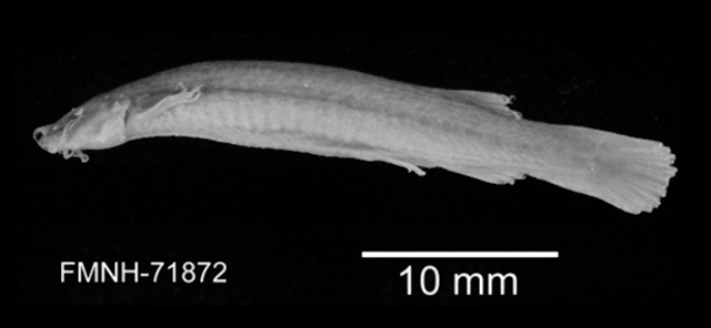 Trichomycterus taenia