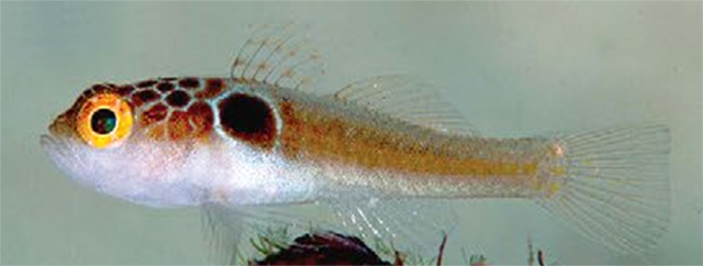 Trimma tauroculum