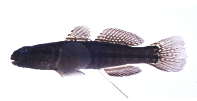 Tridentiger trigonocephalus