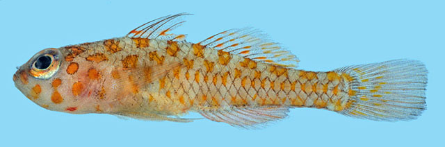 Trimma ukkriti
