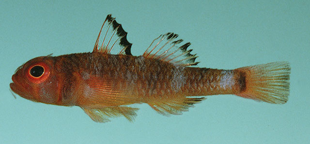 Trimma unisquame