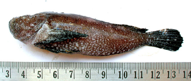 Trura_u0.jpg