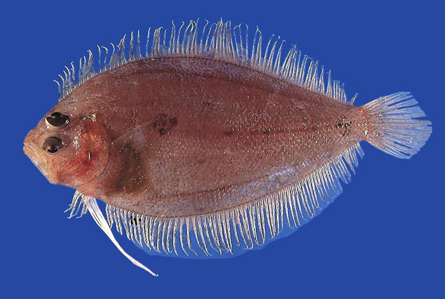 Trichopsetta ventralis