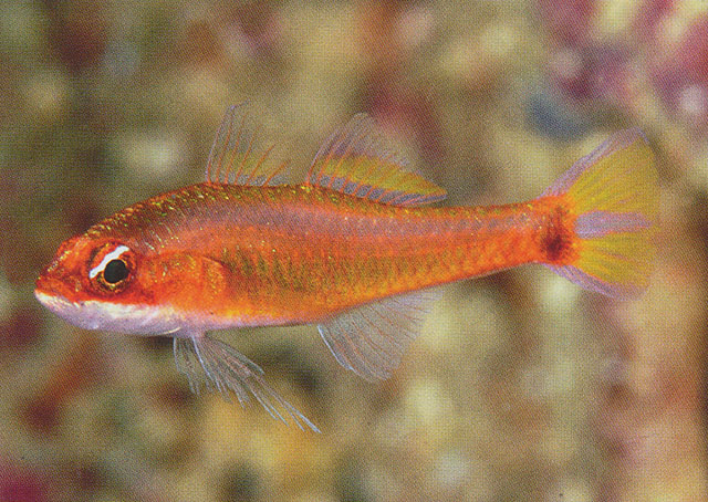 Trimma xanthochrum