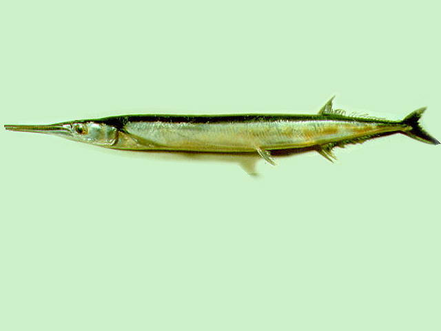 Tylosurus melanotus