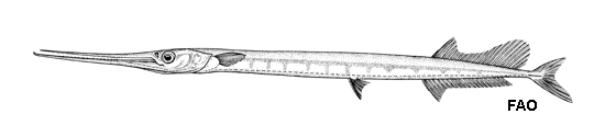 Tylosurus rafale