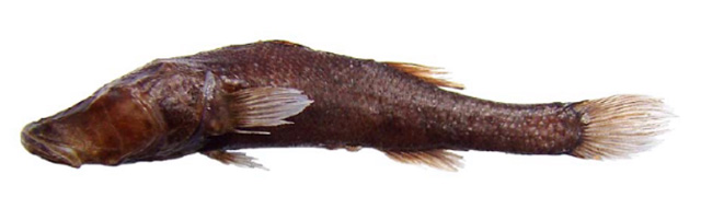 Tymar_u0.jpg