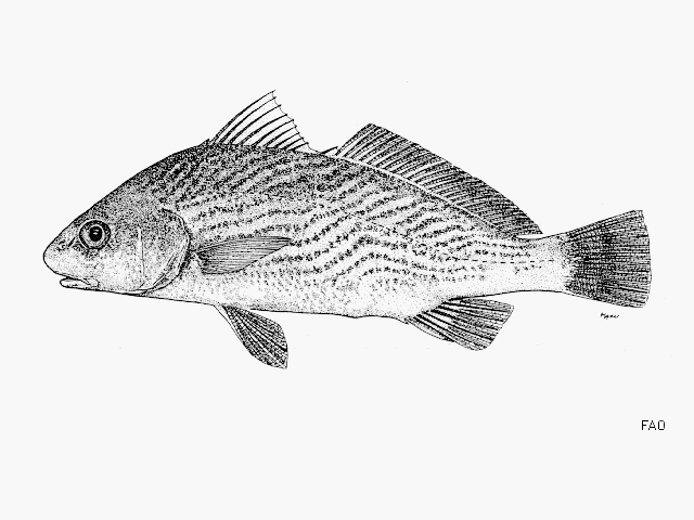 Umbrina wintersteeni