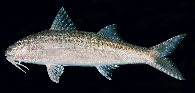 Upeneus pori