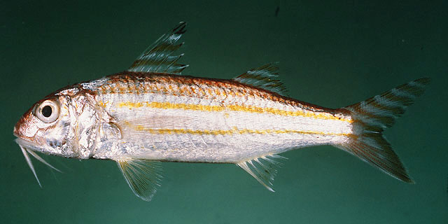 Upeneus quadrilineatus