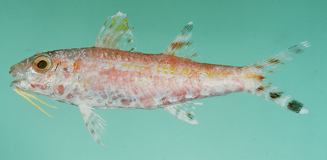 Upeneus mouthami