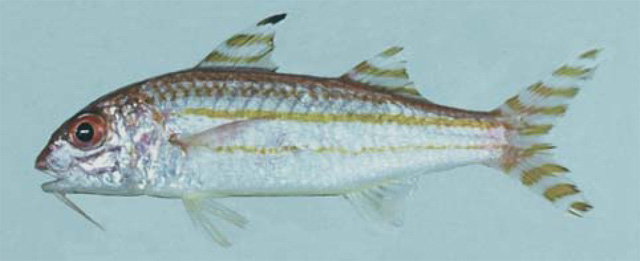 Upeneus suahelicus