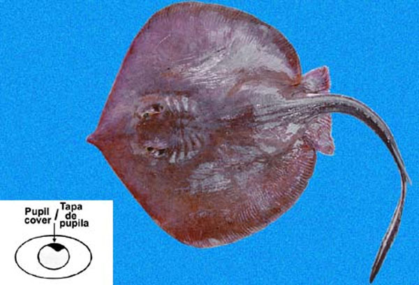 Urotrygon aspidura