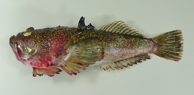 Uranoscopus crassiceps