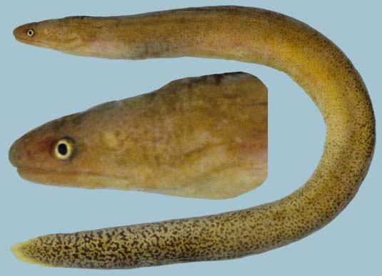 Uropterygius fuscoguttatus