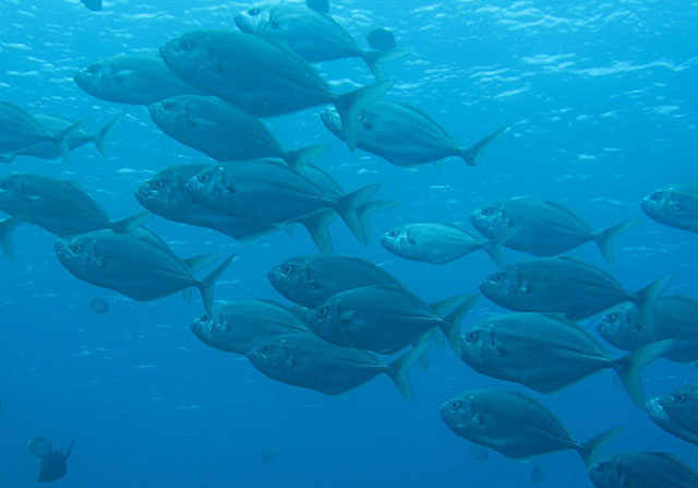Uraspis helvola