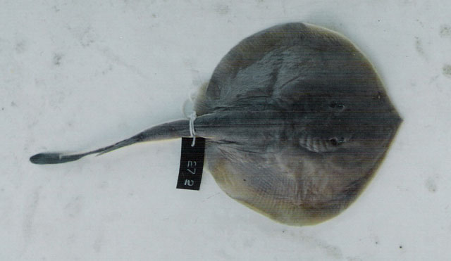 Urotrygon microphthalmum