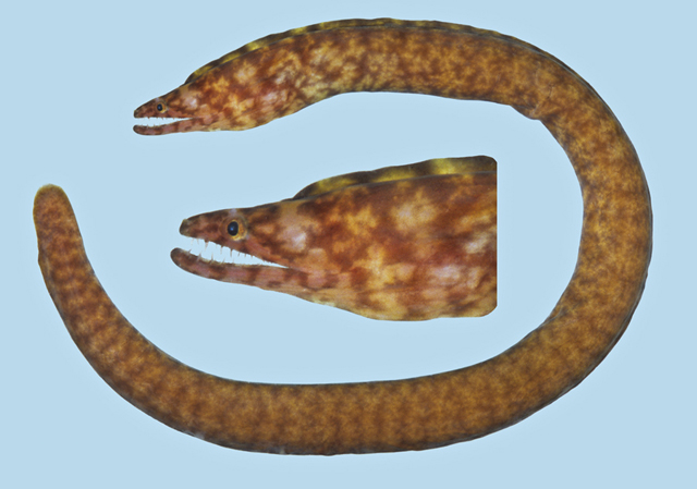 Uropterygius nagoensis