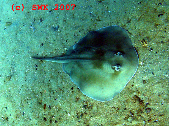 Urolophus orarius