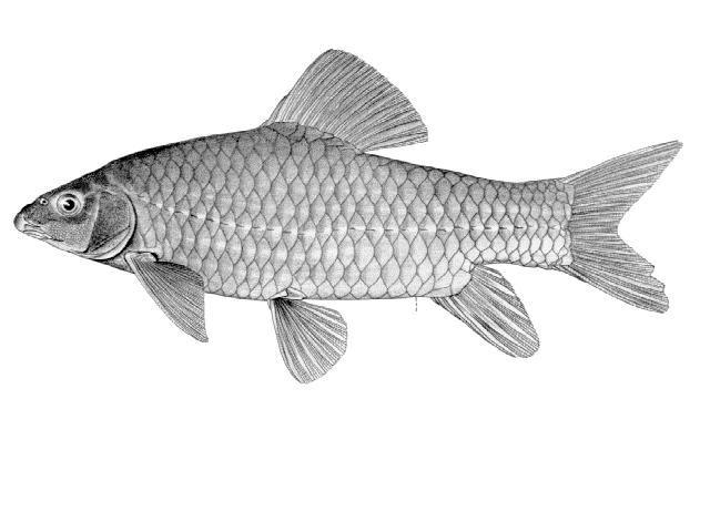 Labeobarbus ansorgii