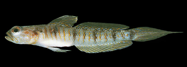Vanderhorstia auronotata