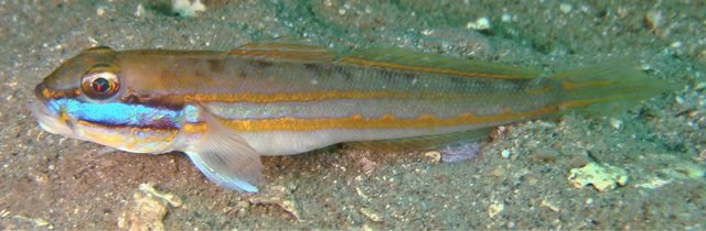Valenciennea limicola