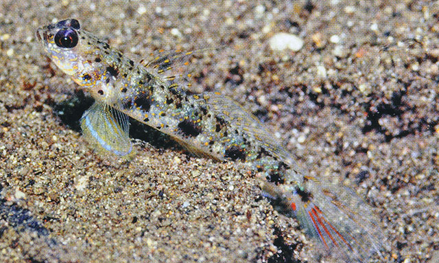 Vanderhorstia phaeosticta