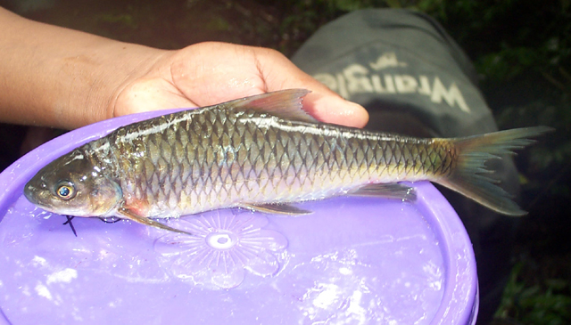 Labeobarbus ruwenzorii