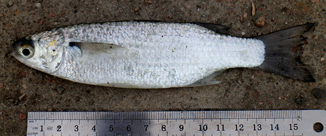 Osteomugil cunnesius