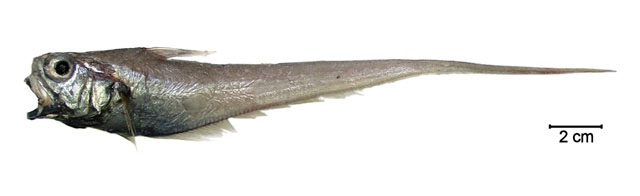 Ventrifossa macropogon