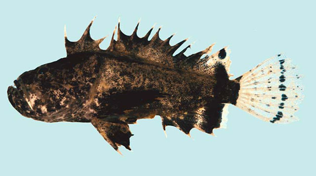 Vespicula trachinoides