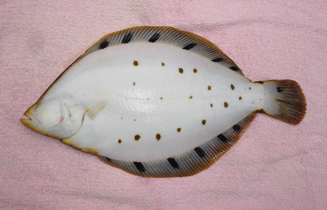 Verasper variegatus