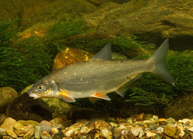 Vimba elongata