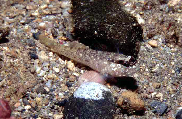 Wheelerigobius maltzani