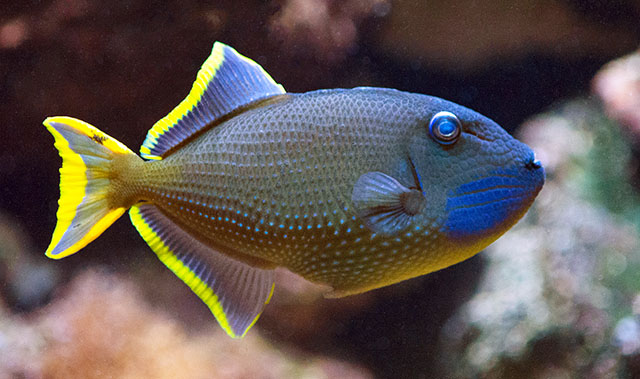 Xanthichthys auromarginatus