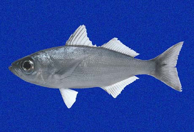 Xenichthys agassizii