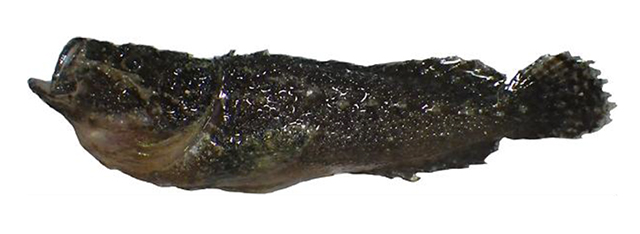 Xenaploactis asperrima