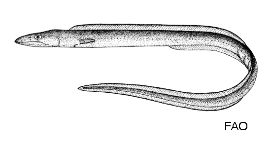 Xenomystax bidentatus