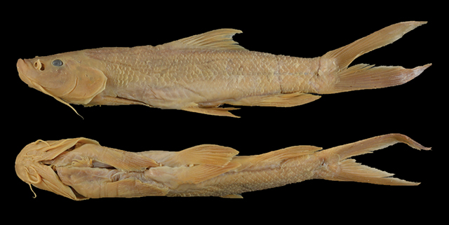 Xenophysogobio boulengeri