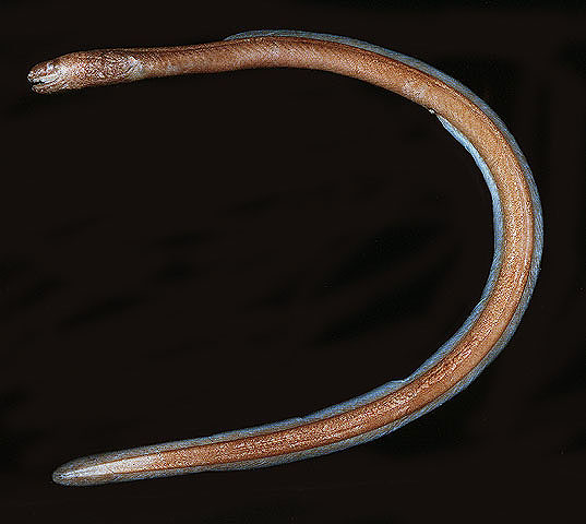 Xenoconger fryeri
