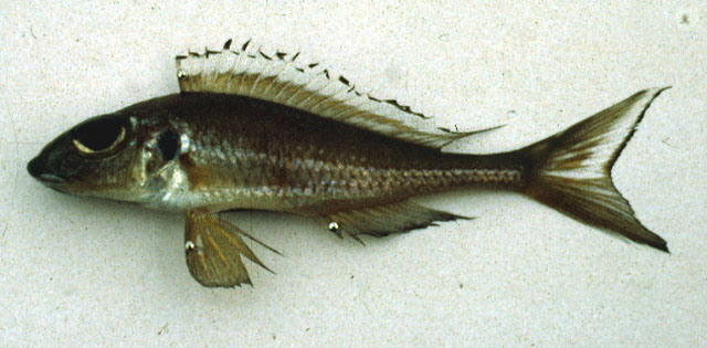 Xenotilapia nasus