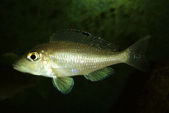 Xenotilapia spilopterus